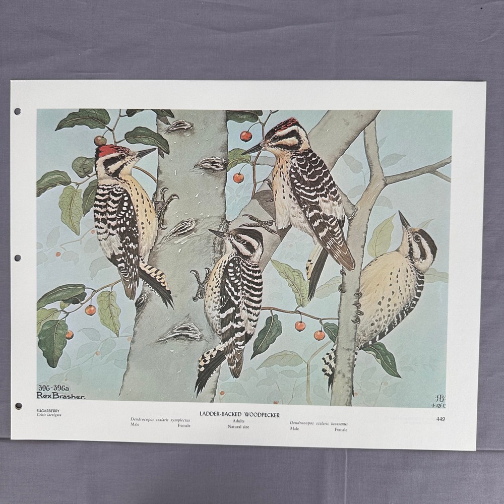Ladder Backed Woodpecker Vintage Bird Art Print Rex Brasher 1968 Plate 449